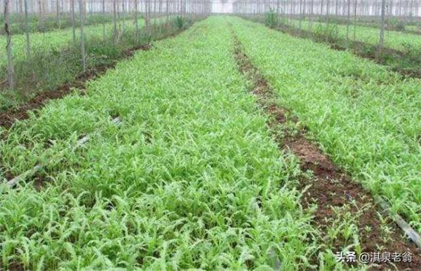 茼蒿菜種植正當時,掌握種植技巧才能種得好 茼蒿菜種植正當時,掌握種植技巧才能種得好