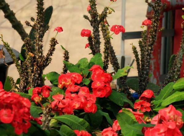 4種花汁液“別沾面板”，新手常中招，一碰就“痛癢”幾天呢