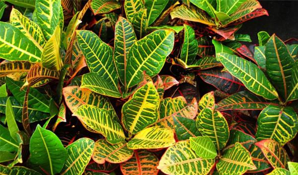 這三種“耐陰花”不適合在室內養，不是迷信，真的有“科學依據”