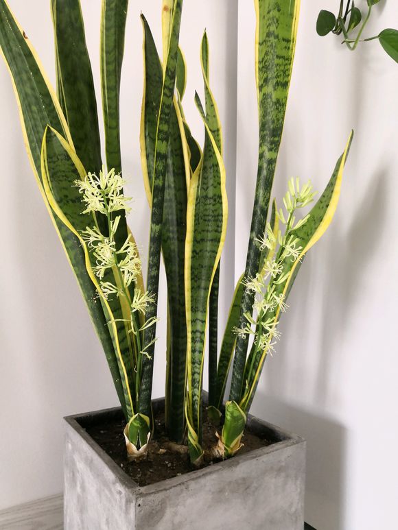 虎皮蘭有“3怕2不喜”，難怪東倒西歪，從不出“新芽”