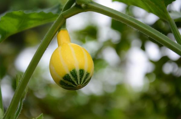 100種常見花卉的播種栽培大全,送給愛養花的你 100種常見花卉的播種栽培大全,送給愛養花的你