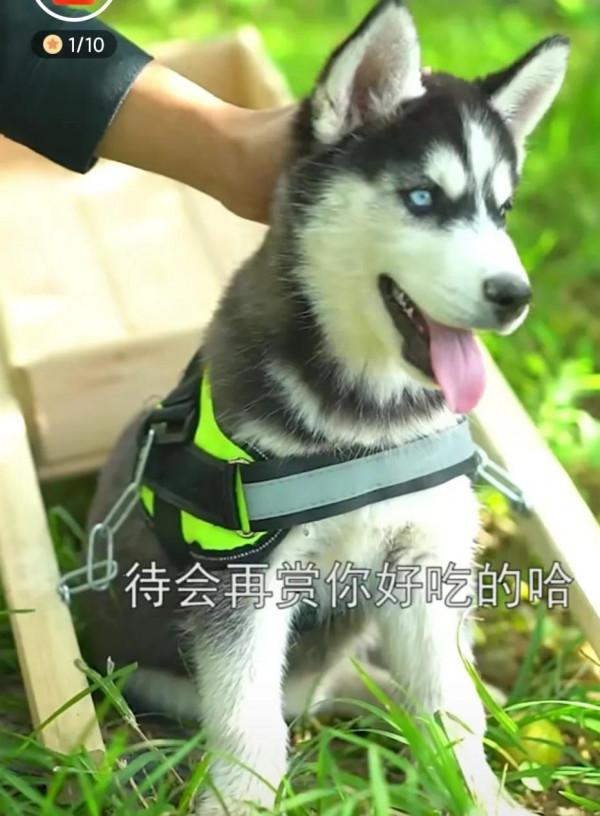 阿俊的二哈小年年跑丟了,大家幫忙找找 阿俊的二哈小年年跑丟了,大家幫忙找找