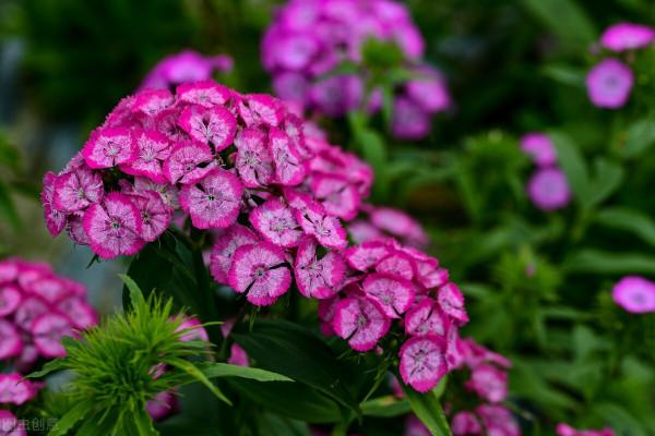 就算不小心枯了，也要重新養一盆的6種花，因為實在太優秀