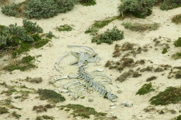 南澳袋鼠島風光之 海豹灣 南澳袋鼠島風光之 海豹灣