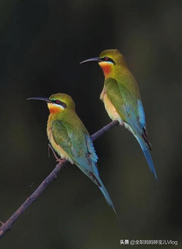 分享——35種罕見的鳥類