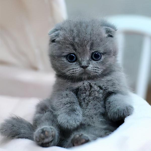 貓咪品種大全，有了它你會更懂喵兒