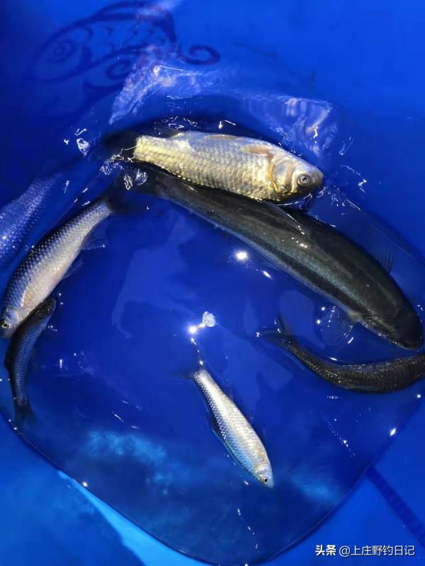 釣魚日記&mdash;&mdash;2022年2月5日（冰釣）
