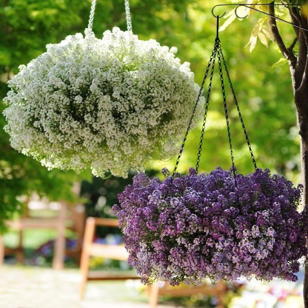 每年都搶著買的香雪球，種在花園裡引人駐足，流連忘返