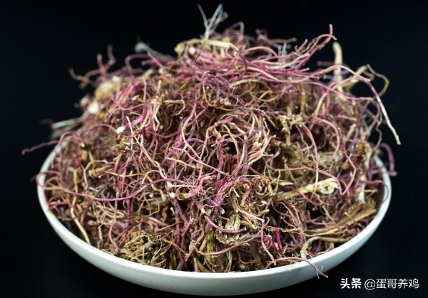 老獸醫：老獸醫總結五個治療呼吸道中藥草，養雞人收藏一下吧