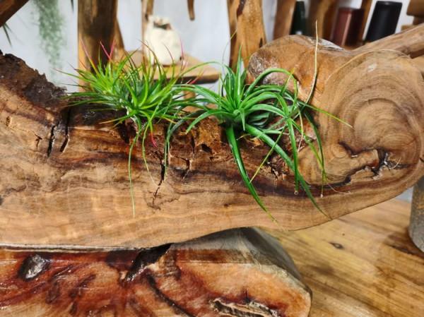 快春節了，來一波超讚木頭風園藝佳作欣賞