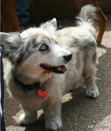 鬼精的流浪狗毛蛋的故事 鬼精的流浪狗毛蛋的故事