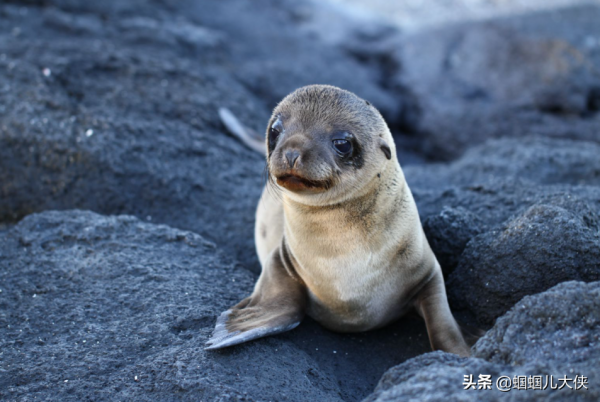 27種動物照片大集合,出生不久的小刺蝟長成這樣,大自然真神奇 27種動物照片大集合,出生不久的小刺蝟長成這樣,大自然真神奇