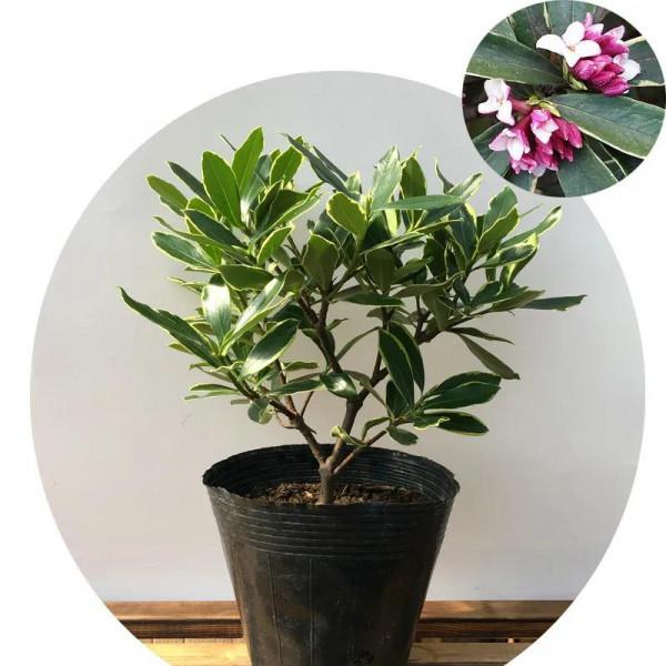 老花匠建議，臘月出生的花友，在家裡養上四種花，漂亮又旺人