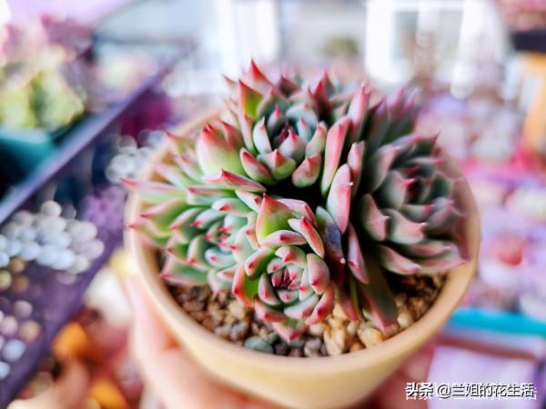 這款多肉產自墨西哥奇瓦瓦州，外形可愛，幾個月不澆水也死不了
