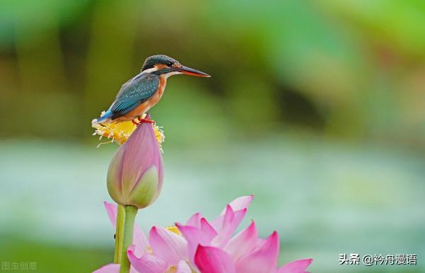 荷花與鳥兒的美麗邂逅