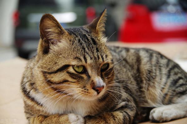 我的貓,教給我的四個美好品質 我的貓,教給我的四個美好品質