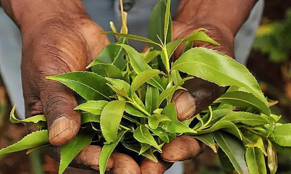 葉門：一個全民嚼“草”的國家，正在“嚼死”自己