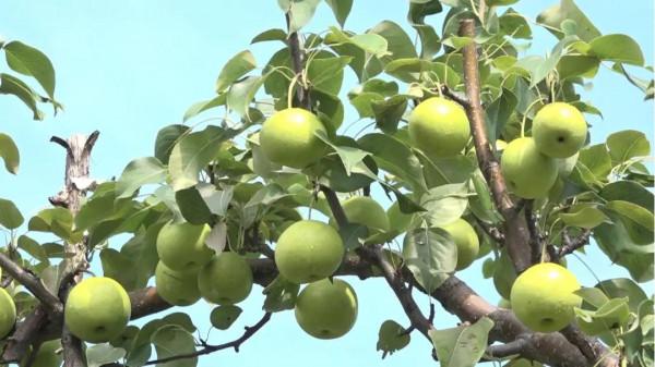 豐收的季節,京郊遊玩樂採摘 豐收的季節,京郊遊玩樂採摘