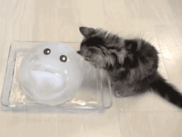 2分鐘掌握6個室內貓過冬小技巧