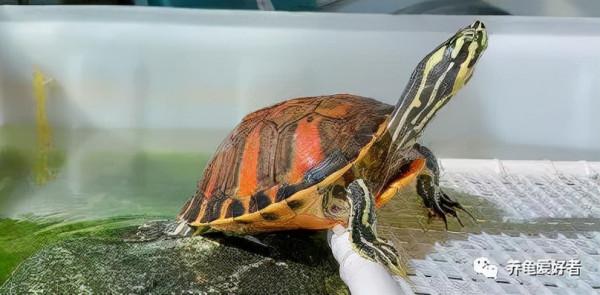 每次都有定期換水，可是我的龜依然還是各種面板問題？