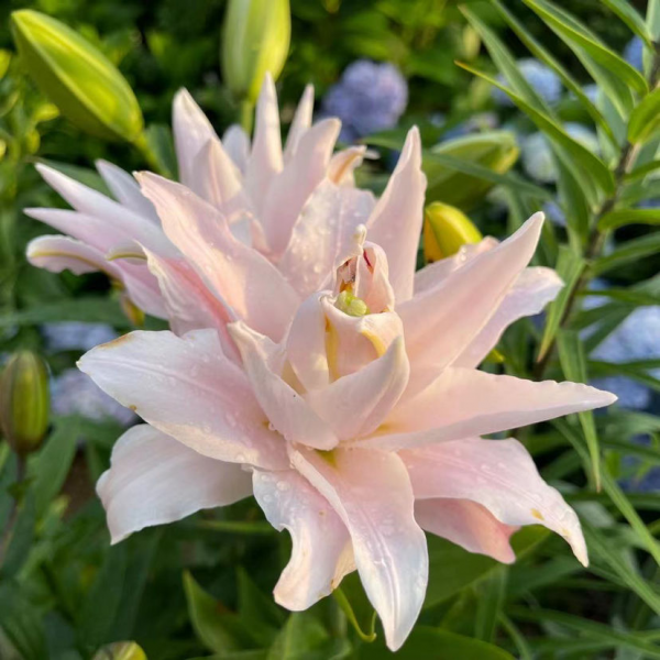 一個“洋蔥球”種土裡,開花被稱作“雲裳仙子”,滿屋子都是香味 一個“洋蔥球”種土裡,開花被稱作“雲裳仙子”,滿屋子都是香味