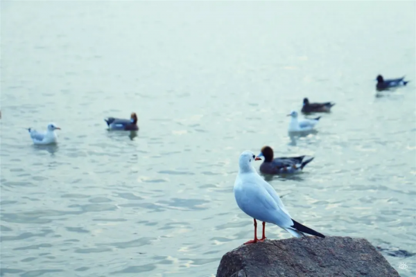 在深圳,必打卡的6個海濱棧道 在深圳,必打卡的6個海濱棧道