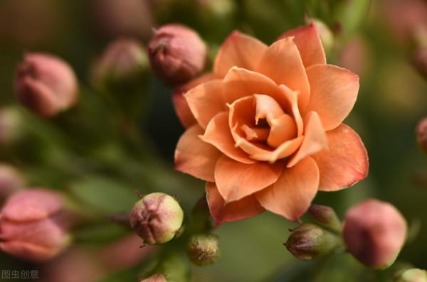 花園必備植物 長壽花