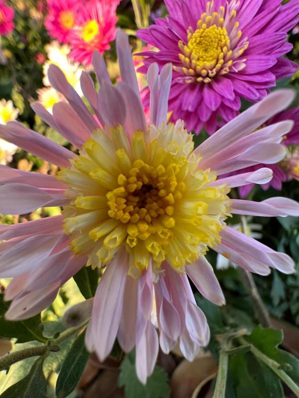 iPhone 13pro max微距確實牛X，點進來看效果