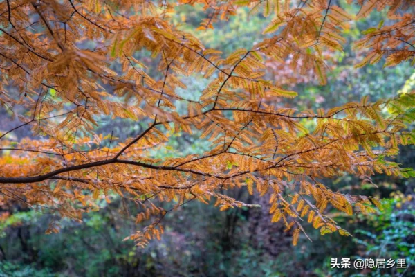 秦嶺紅葉房開售 | 一座座山間小屋，藏著秦嶺最美的秋