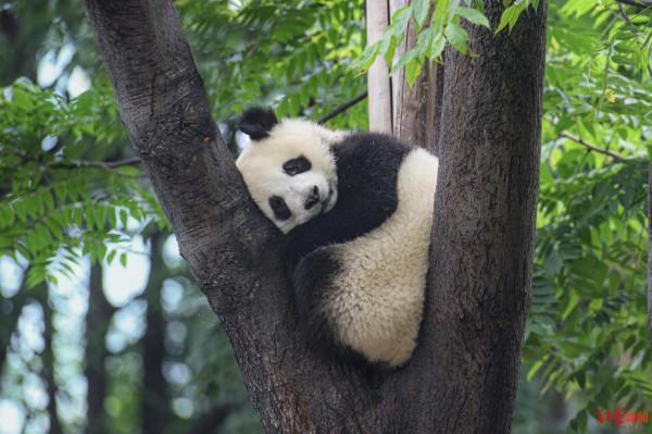 從追尋者到保護者，這位攝影師把大熊貓、金絲猴帶上聯合國生物多樣性大會