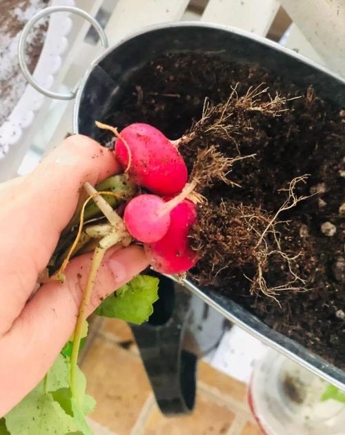 5種“蔬菜”不怕冷,陽臺種一盆,0度凍不死,吃一茬冒一茬 5種“蔬菜”不怕冷,陽臺種一盆,0度凍不死,吃一茬冒一茬