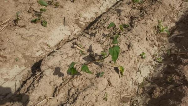 紅薯高產靠品種？做好4點，掌握增產小技巧