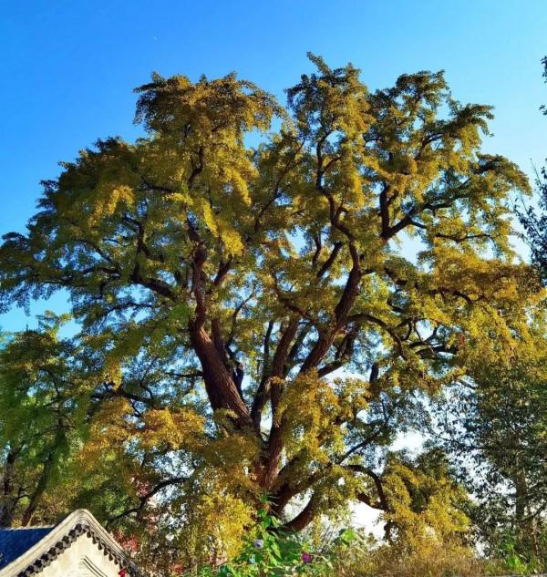 鳳凰嶺彩葉進入最佳觀賞期