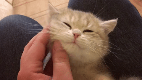 一組小奶貓的萌照:哪隻小貓咪最能萌化你的心? 一組小奶貓的萌照:哪隻小貓咪最能萌化你的心?