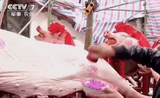 見過潮汕賽大豬，就明白了美學的奧秘