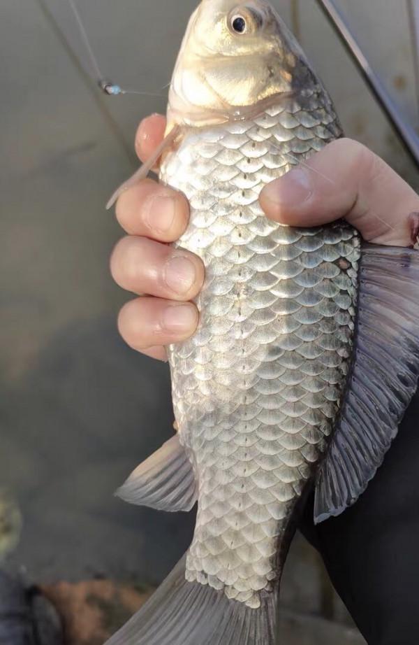 降溫後和降溫當天漁獲差距是真大