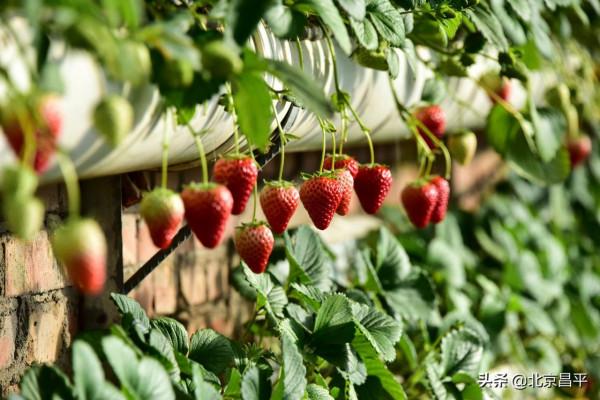 2021好幸運，和你在昌平走過春夏秋冬