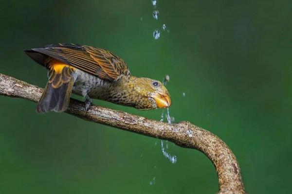 分享圖片：精美絕倫的鳥兒。顏色鮮豔，姿態優美，太招人喜歡了