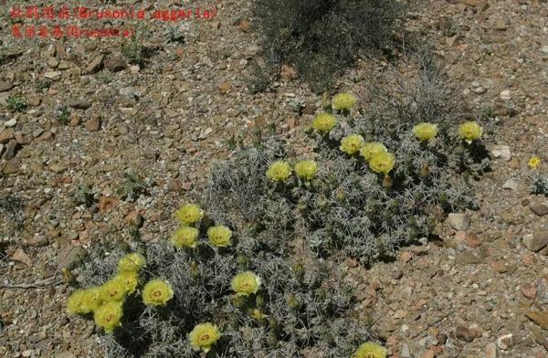 仙人球類科普之鬼團扇屬（一）