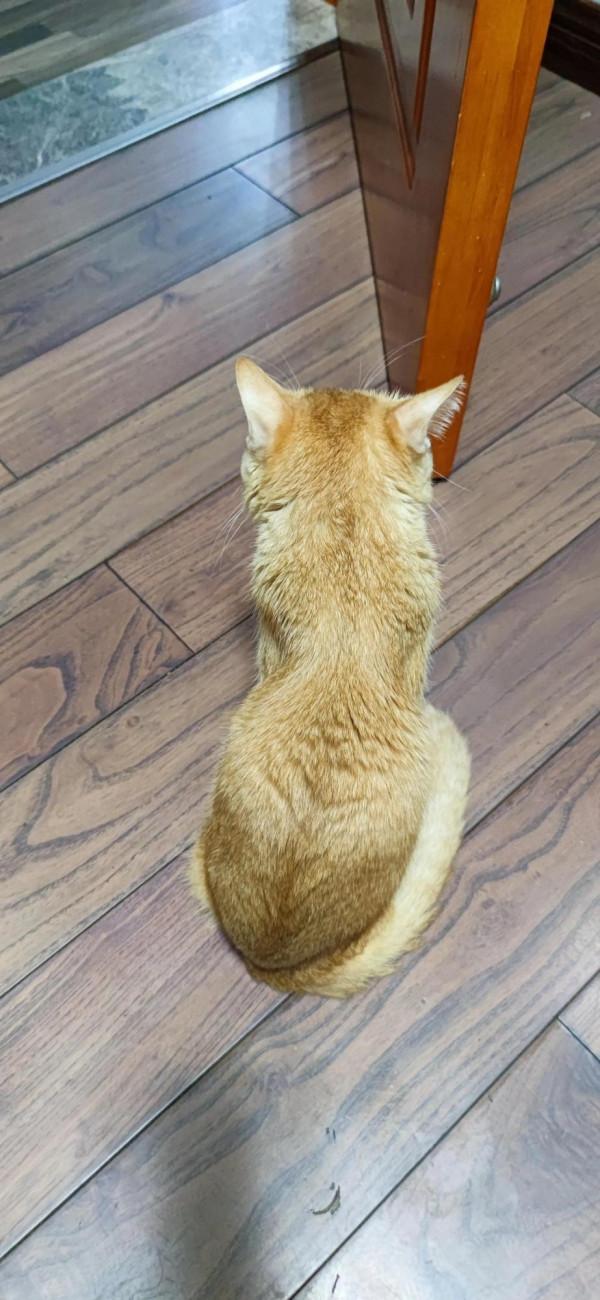 這死貓還有救嗎?瘦骨嶙峋骨瘦如柴 這死貓還有救嗎?瘦骨嶙峋骨瘦如柴