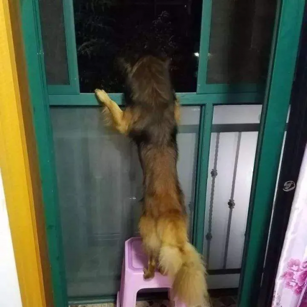 你有沒有發現，好像土狗都喜歡看熱鬧