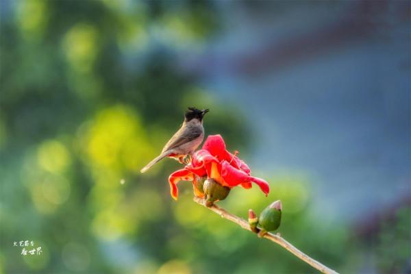 去攀枝花“過冬養老”,是東北人的新發現,比三亞和北海還舒適 去攀枝花“過冬養老”,是東北人的新發現,比三亞和北海還舒適