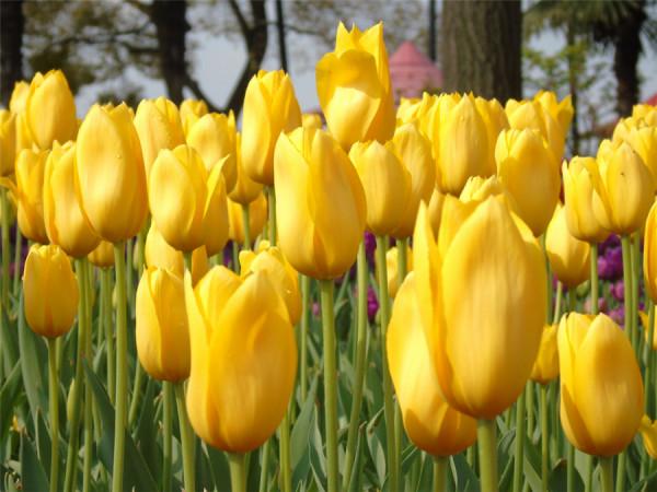 哪些花最好別在家裡養?聽我一句勸:這5種家養實在不太妥當 哪些花最好別在家裡養?聽我一句勸:這5種家養實在不太妥當