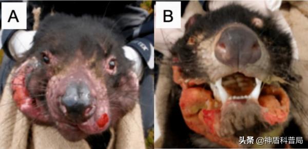 癌症能自行消除？在被稱為“惡魔”動物的身上，科學家發現了秘密