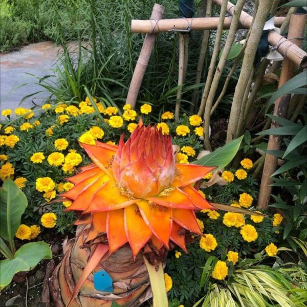 1種花俗稱“搖錢樹”,滿盆長滿小元寶,大吉大利,好看吉祥 1種花俗稱“搖錢樹”,滿盆長滿小元寶,大吉大利,好看吉祥