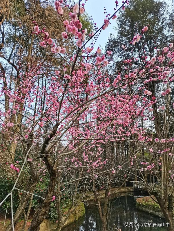 寒冬花展一一植物園百花爭迎春