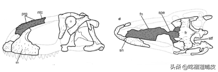阿貝力龍：阿根廷大型食肉恐龍（長7&period;9米&sol;7000萬年前）