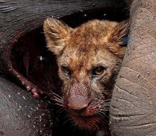 動物界中的龐然大物抓拍,都是動物界中的扛把子,無比壯觀震撼 動物界中的龐然大物抓拍,都是動物界中的扛把子,無比壯觀震撼