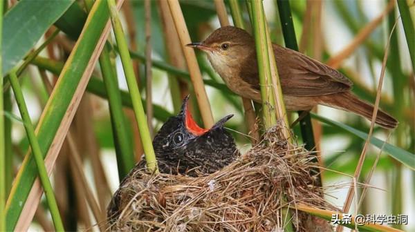 當鳥類發現自己養了一隻杜鵑的雛鳥時,它們會是什麼反應? 當鳥類發現自己養了一隻杜鵑的雛鳥時,它們會是什麼反應?