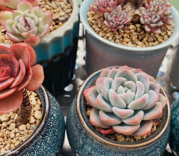 服盆期的肉肉有經驗的人都會這樣做！服盆妥妥的